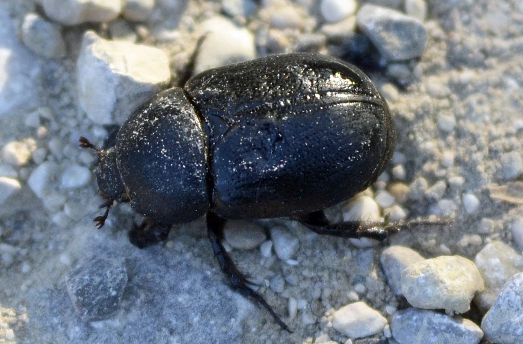 Pentodon bidens punctatus, Dynastidae